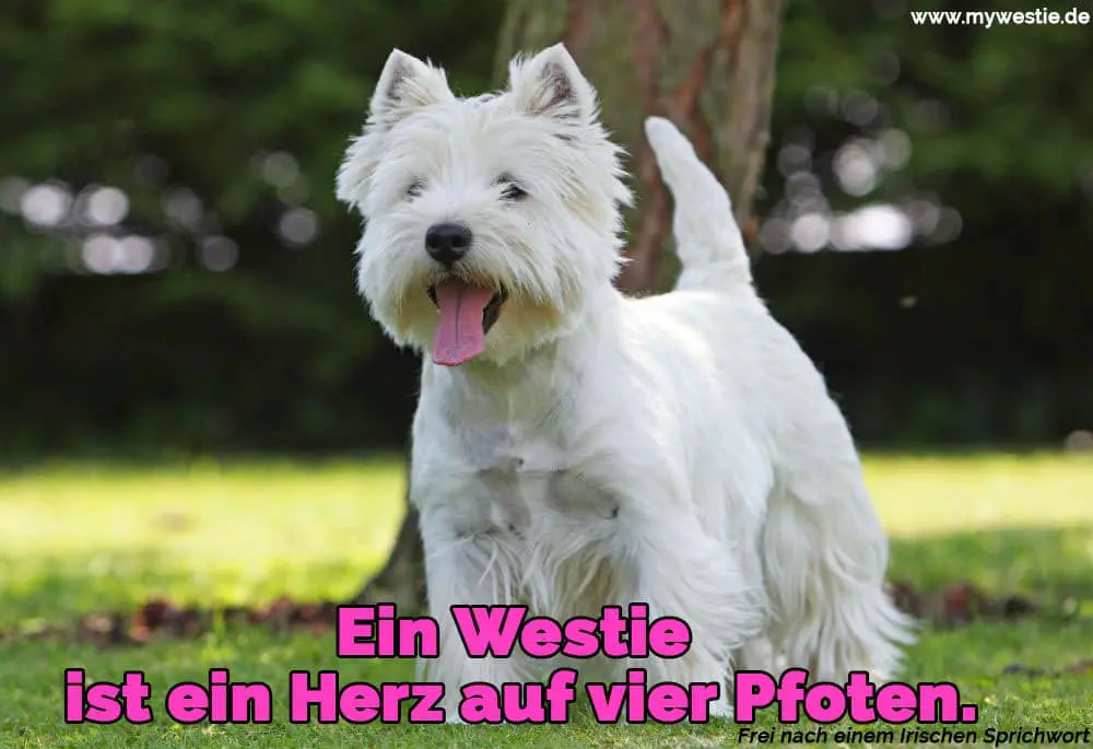Ein Westie ist ein Herz auf vier Pfoten. Ein Westie zeigt seine Zunge auf dem Rasen