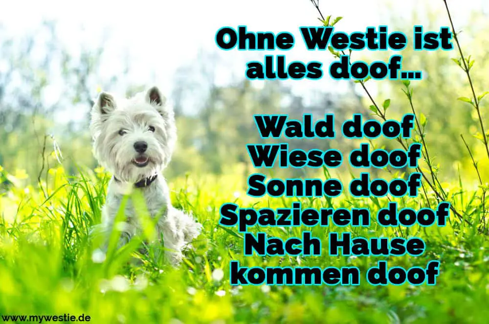 Westie Zitate Und Sprüche