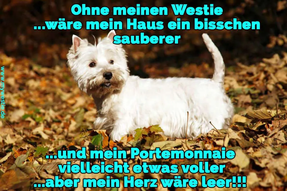 Ohne meinen Westie ...wäre mein Haus ein bisschen sauberer ...und mein Portemonnaie vielleicht etwas voller ...aber mein Herz wäre leer!!! Ein Westie in den Herbstblättern