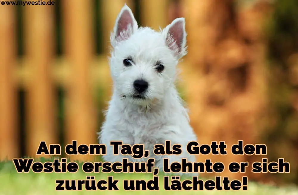 An dem Tag, als Gott den Westie erschuf, lehnte er sich zurück und lächelte! Ein Westie läuft auf dem Rasen