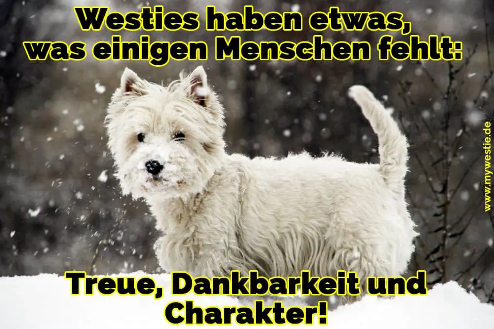 Westies haben etwas, was einigen Menschen fehlt: Treue, Dankbarkeit und Charakter! Ein Westie im Schnee