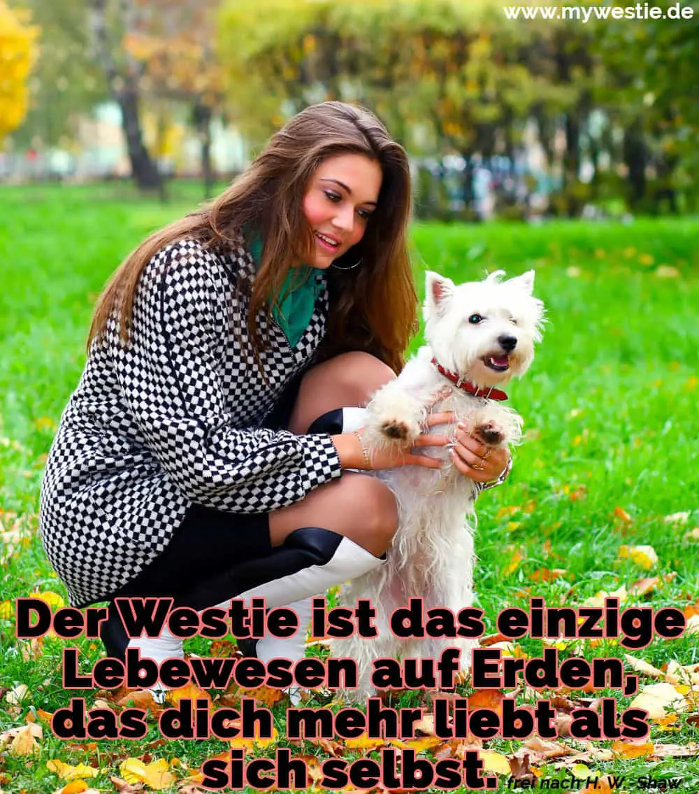 Der Westie ist das einzige Lebewesen auf Erden, das dich mehr liebt als sich selbst. Eine Frau hält ihre Westie auf dem Rasen