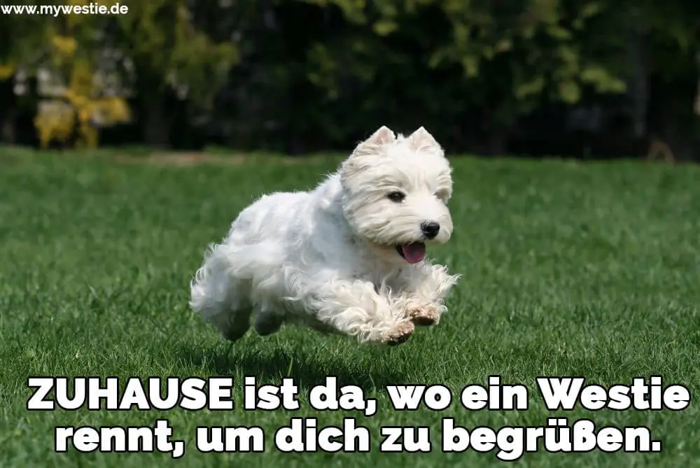 ZUHAUSE ist da, wo ein Westie rennt, um dich zu begrüßen. Ein Westie läuft auf dem Rasen