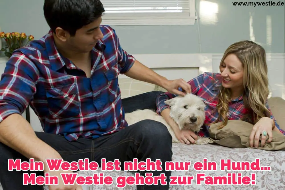 Mein Westie ist nicht nur ein Hund… Mein Westie gehört zur Familie! Ein paar streichelt ihre Westie im Bett