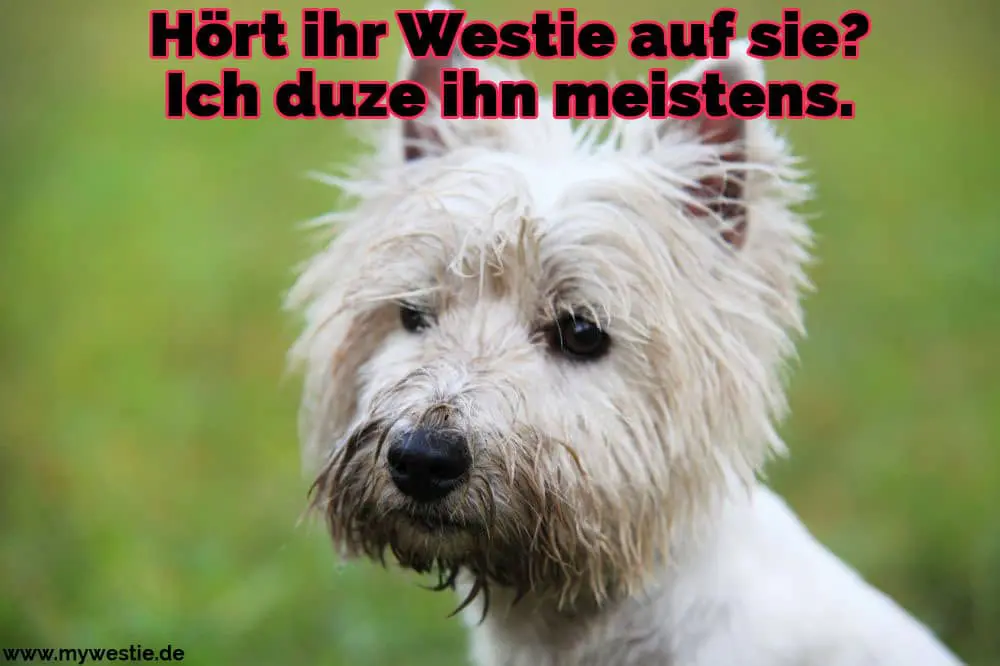 Hört ihr Westie auf sie? Ich duze ihn meistens. Ein trauriger Westie auf dem Rasen