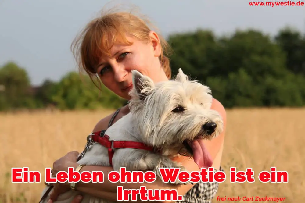 Ein Leben ohne Westie ist ein Irrtum. Eine Frau hält ihre Westie in Feld