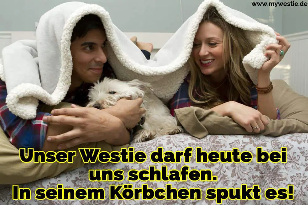 Unser Westie darf heute bei uns schlafen. In seinem Körbchen spukt es! Ein paar streichelt ihre Westie im Bett