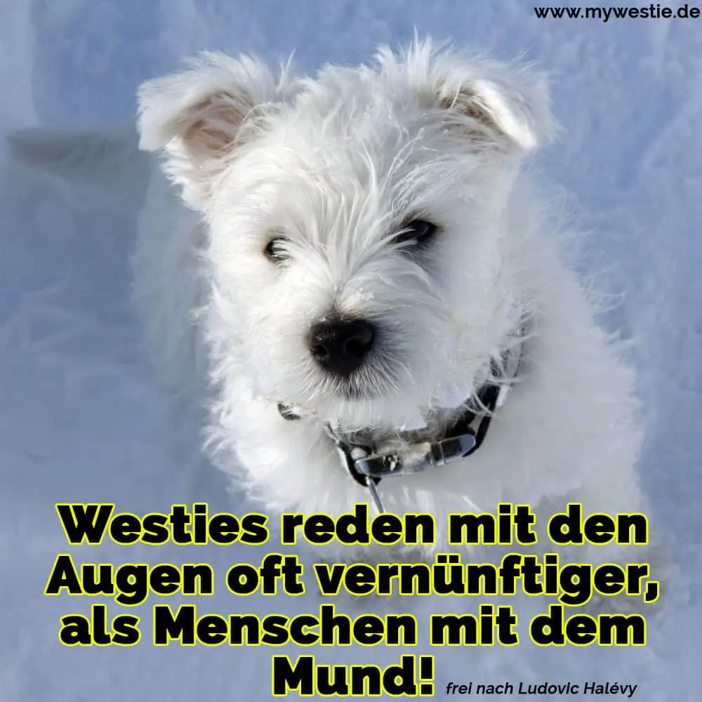 Westies reden mit den Augen oft vernünftiger, als Menschen mit dem Mund! Ein Westie im Schnee