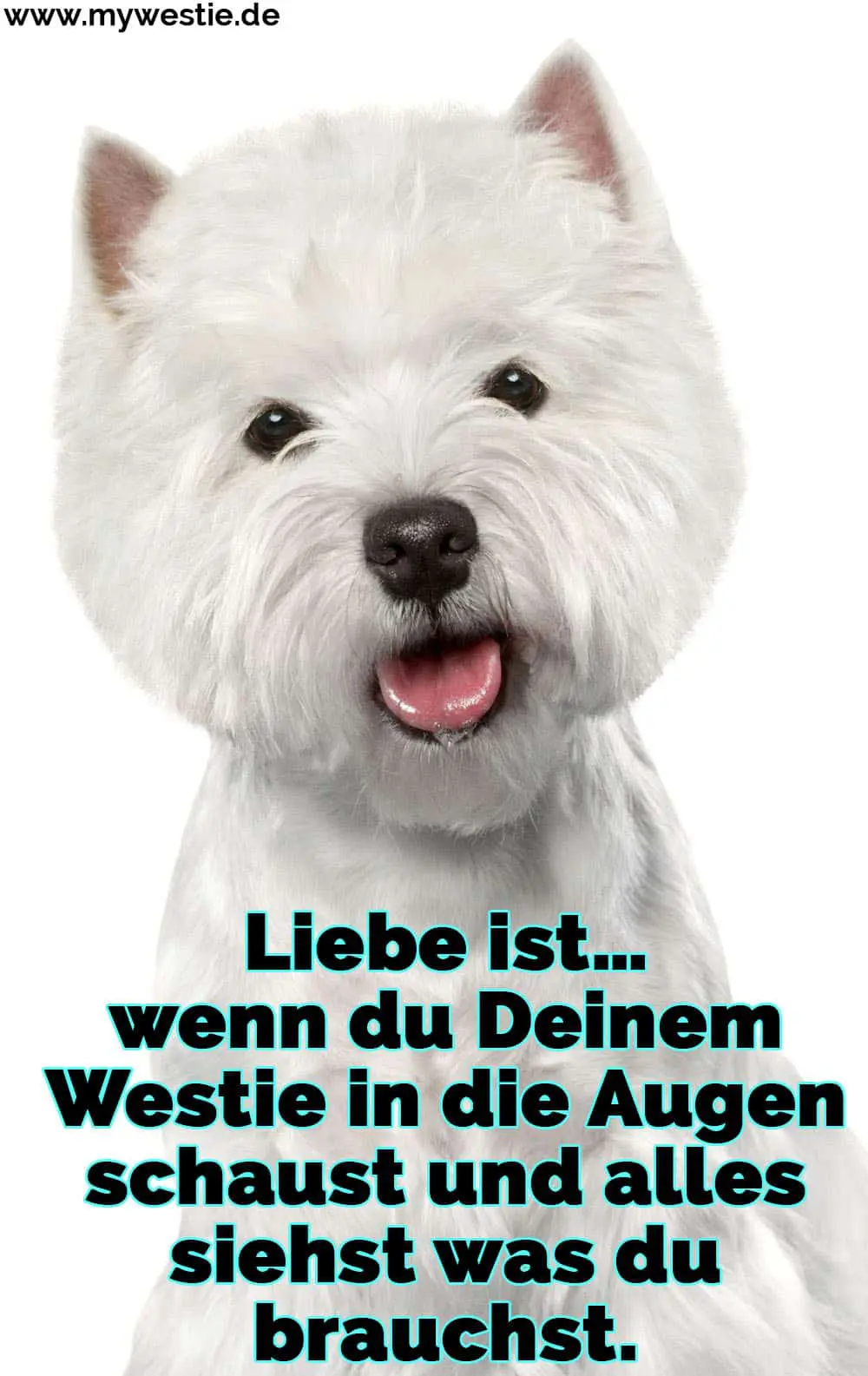 Liebe ist… wenn du Deinem Westie in die Augen schaust und alles siehst was du brauchst. Ein Westie zeigt seine Zung