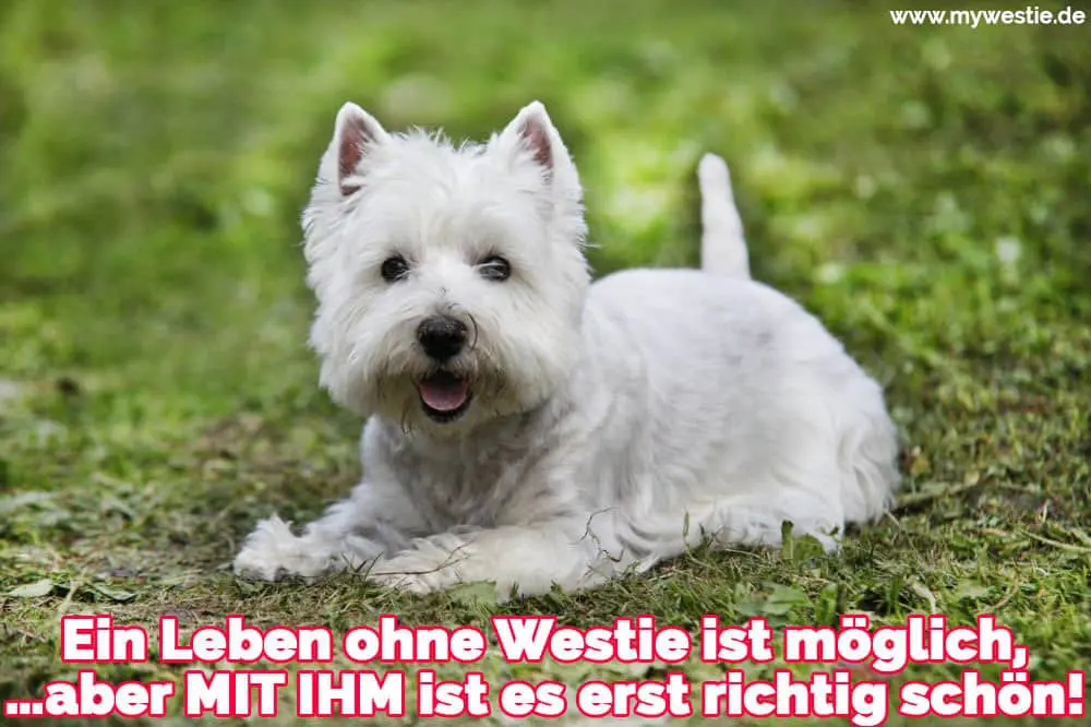 Ein Leben ohne Westie ist möglich, … aber MIT IHM ist es erst richtig schön! Ein Westie liegt auf dem Gras