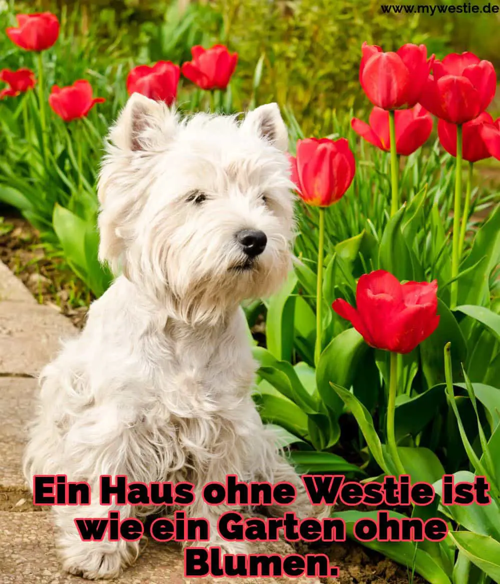 Westie Zitate Und Spruche