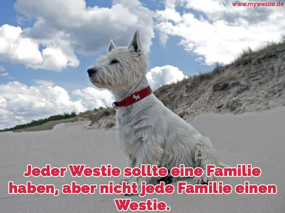 Jeder Westie sollte eine Familie haben, aber nicht jede Familie einen Westie. Ein Westie am Strand