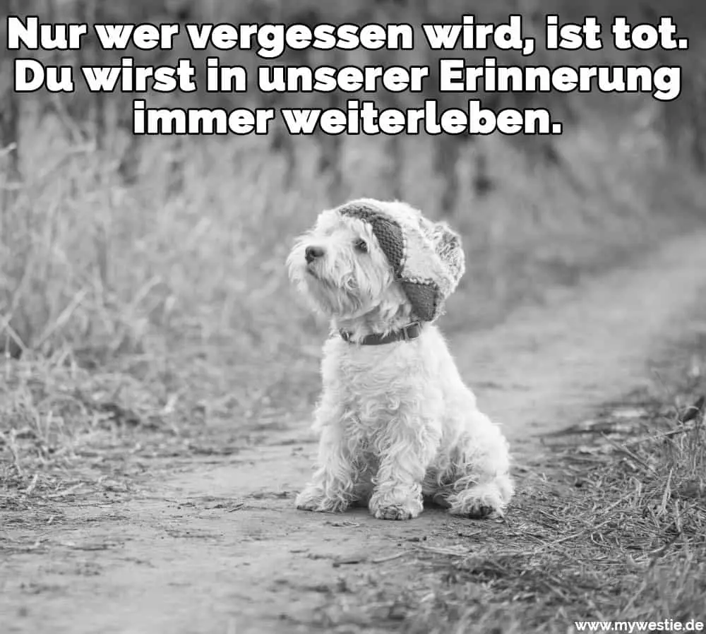Nur wer vergessen wird, ist tot. Du wirst in unserer Erinnerung immer weiterleben. Ein Westie trägt eine Höhle