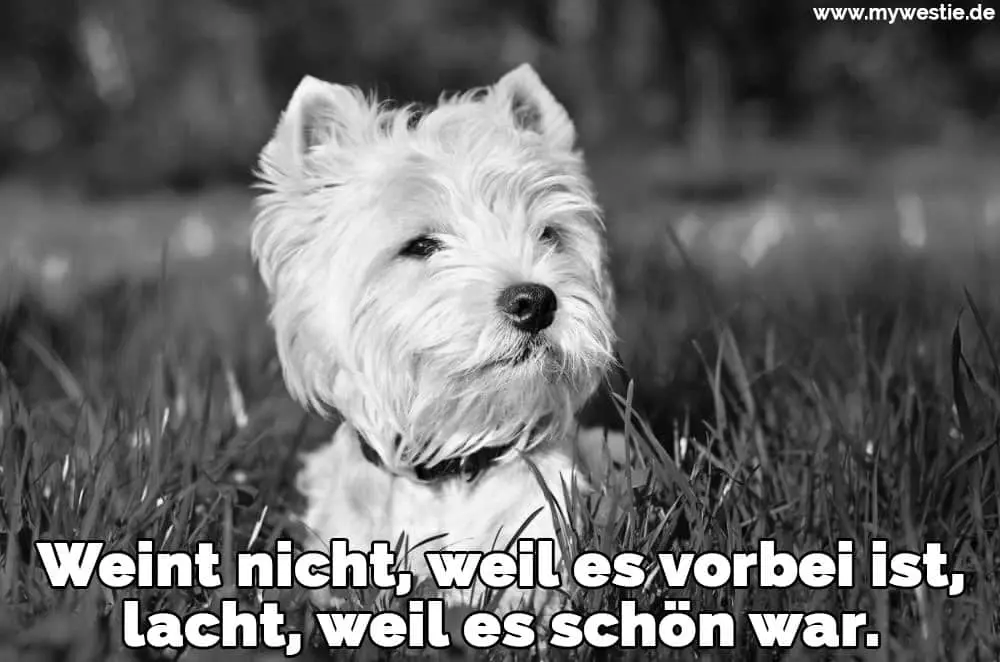Ein trauriger Westie