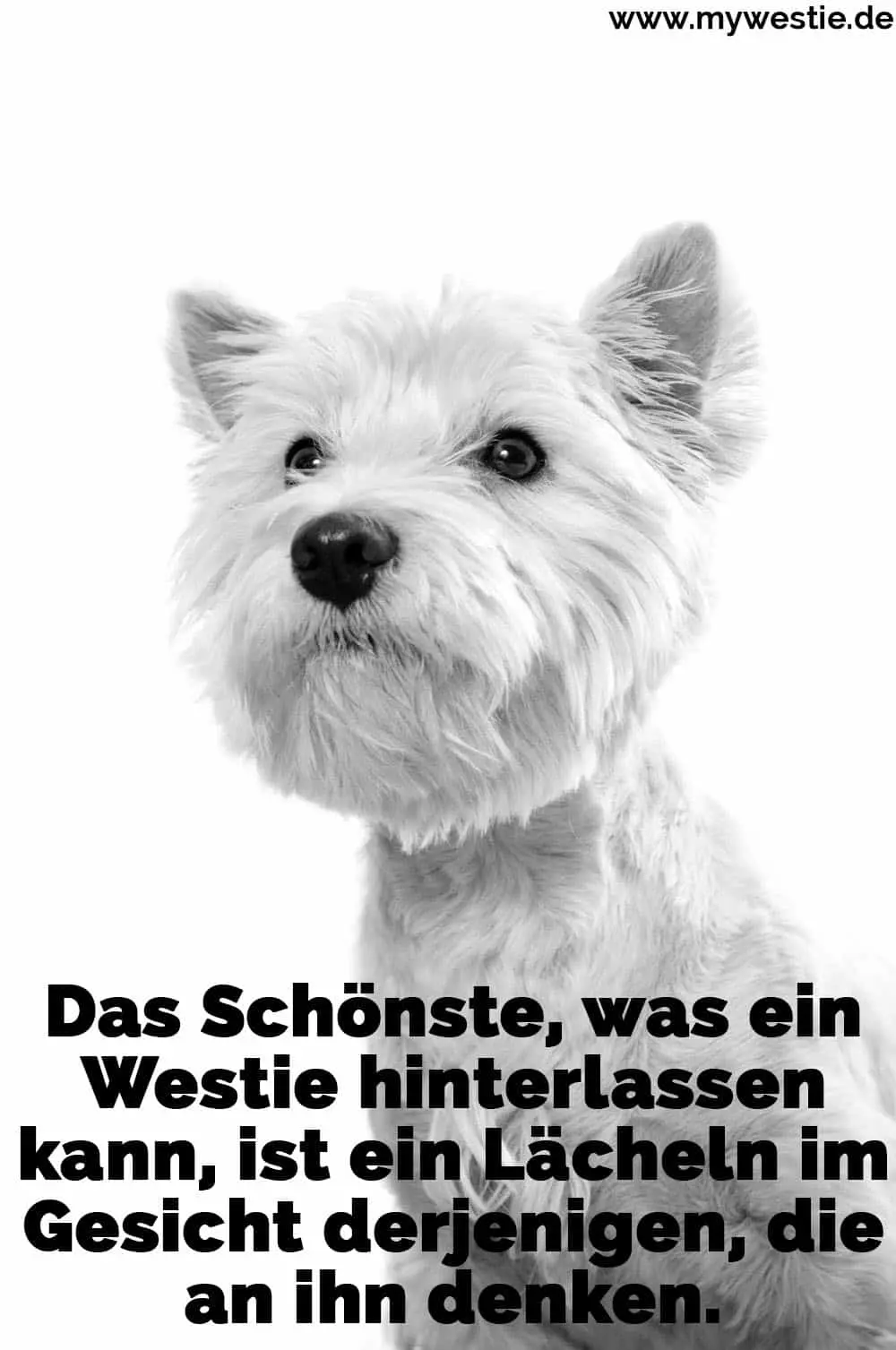 Das Schönste, was ein Westie hinterlassen kann, ist ein Lächeln im Gesicht derjenigen, die an ihn denken. Ein trauriger Westie