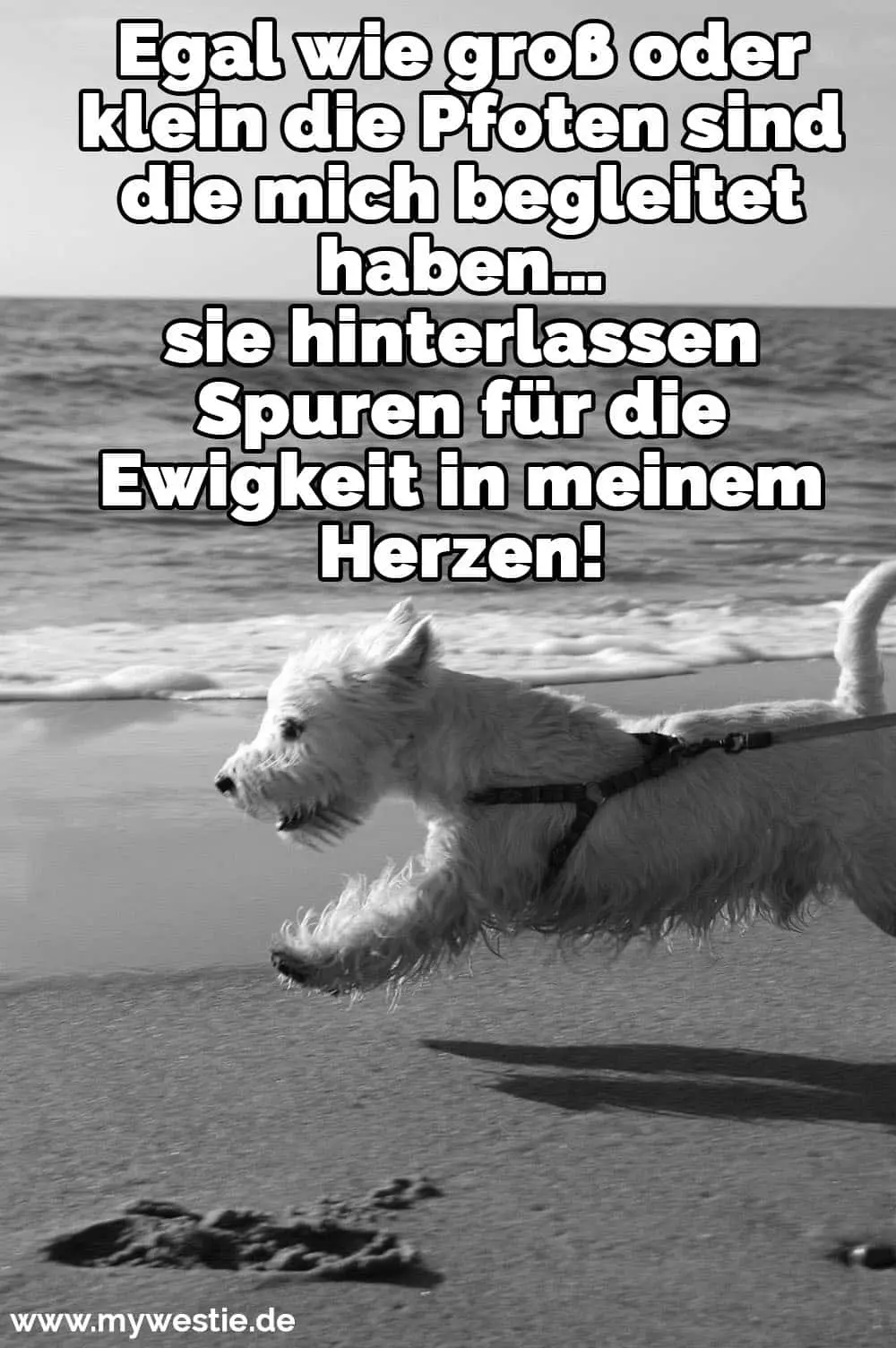 Egal wie groß oder klein die Pfoten sind die mich begleitet haben… sie hinterlassen Spuren für die Ewigkeit in meinem Herzen! Ein nasser Westie läuft am Strand