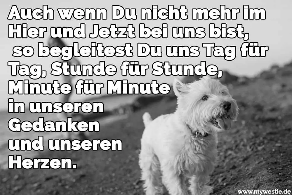 Auch wenn Du nicht mehr im Hier und Jetzt bei uns bist, so begleitest Du uns Tag für Tag, Stunde für Stunde, Minute für Minute in unseren Gedanken und unseren Herzen. Ein Westie müde vom Gehen