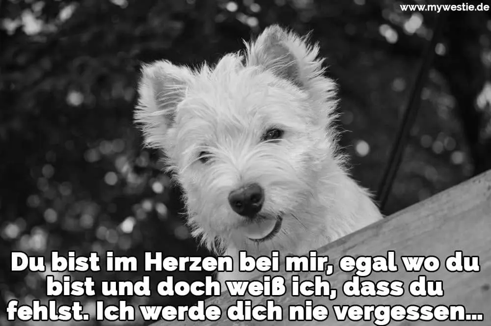 Du bist im Herzen bei mir, egal wo du bist und doch weiß ich, dass du fehlst. Ich werde dich nie vergessen… Ein müder Westie