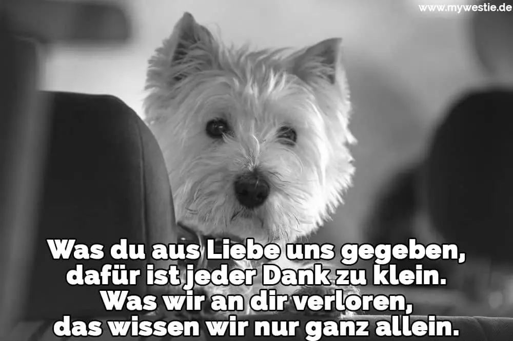 Was du aus Liebe uns gegeben, dafür ist jeder Dank zu klein. Was wir an dir verloren, das wissen wir nur ganz allein. Ein Westie im Auto