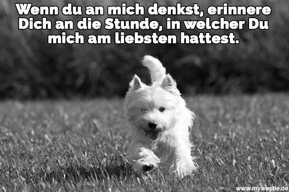 Wenn du an mich denkst, erinnere Dich an die Stunde, in welcher Du mich am liebsten hattest. Ein Westie läuft auf dem Rasen