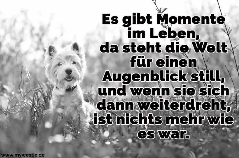 Westie Zitate und Sprüche