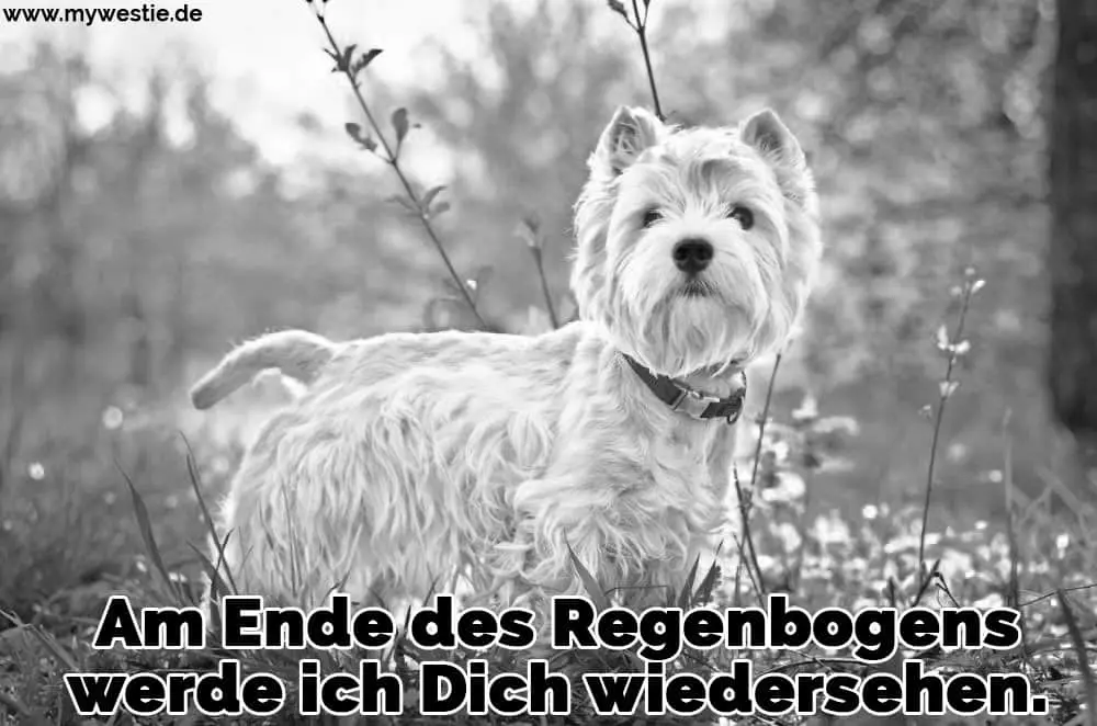 Am Ende des Regenbogens werde ich Dich wiedersehen. Ein trauriger Westie auf dem Feld