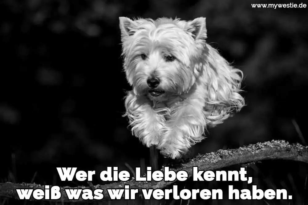 Wer die Liebe kennt, weiß was wir verloren haben. Ein Westie springt einen Zweig
