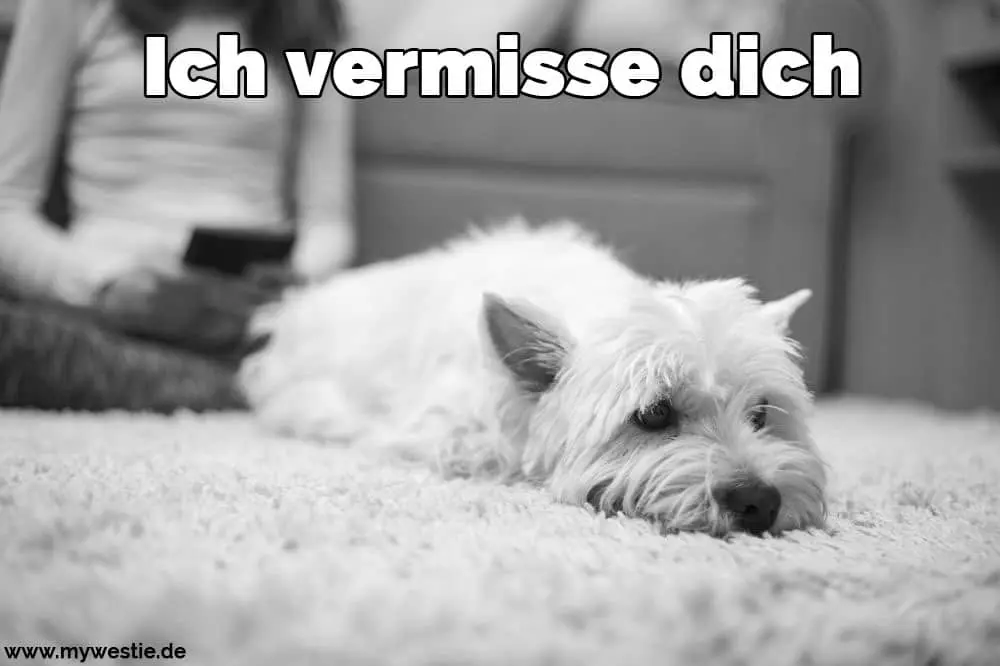 Ich vermisse dich Ein Westie liegt auf dem Teppich