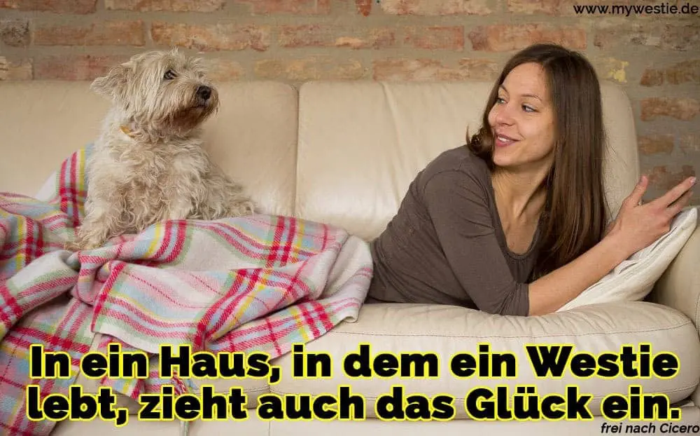 In ein Haus, in dem ein Westie lebt, zieht auch das Glück ein. Eine Frau liegt auf dem Sofa mit ihrem Westie