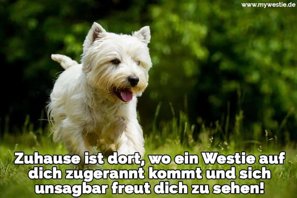 Zuhause ist dort, wo ein Westie auf dich zugerannt kommt und sich unsagbar freut dich zu sehen! Ein Westie läuft auf dem Rasen