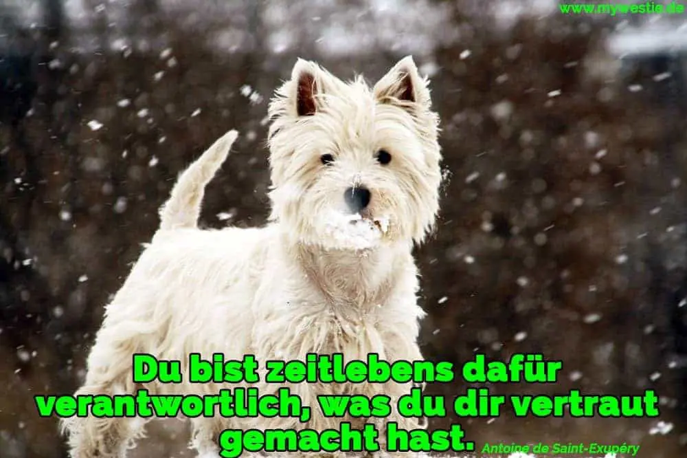 Du bist zeitlebens dafür verantwortlich, was du dir vertraut gemacht hast. Ein Westie spielt im Schnee
