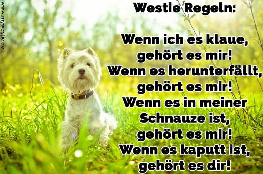Westie Regeln: Wenn ich es klaue, gehört es mir! Wenn es herunterfällt, gehört es mir! Wenn es in meiner Schnauze ist, gehört es mir! Wenn es kaputt ist, gehört es dir! Ein Westie sitzt auf dem Rasen
