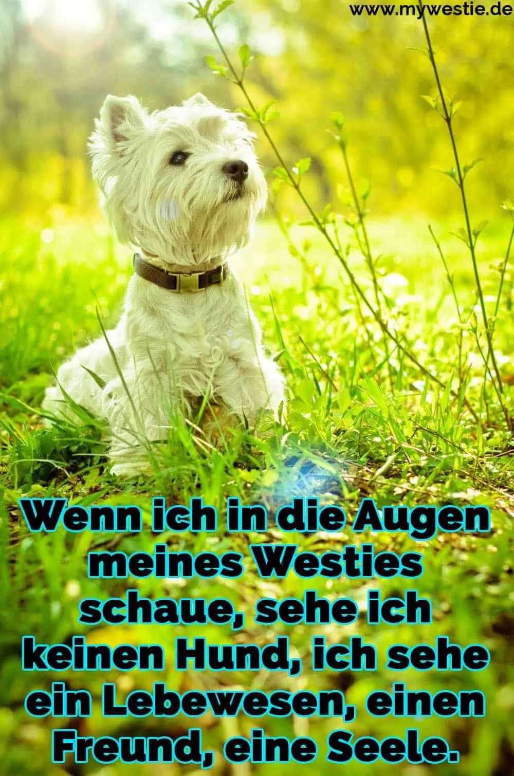 Westie Zitate Und Sprüche