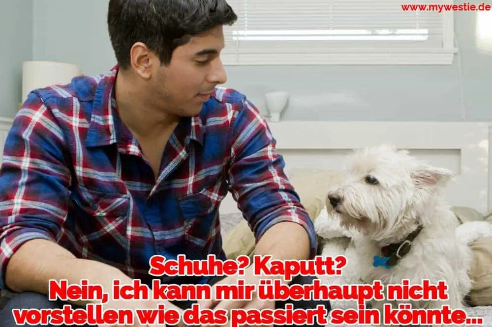 Schuhe? Kaputt? Nein, ich kann mir überhaupt nicht vorstellen wie das passiert sein könnte… Ein Mann spricht mit seinem Westie