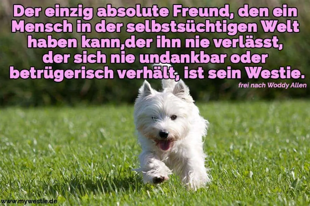Der einzig absolute Freund, den ein Mensch in der selbstsüchtigen Welt haben kann, der ihn nie verlässt, der sich nie undankbar oder betrügerisch verhält, ist sein Westie. Ein Westie läuft auf dem Rasen