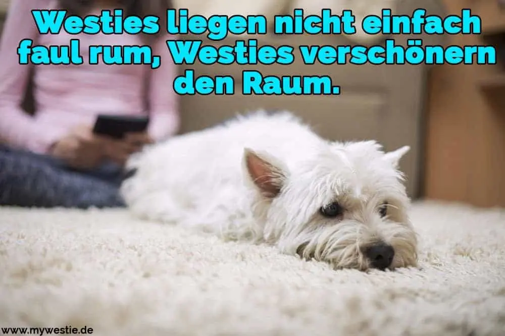 Westie Zitate und Sprüche