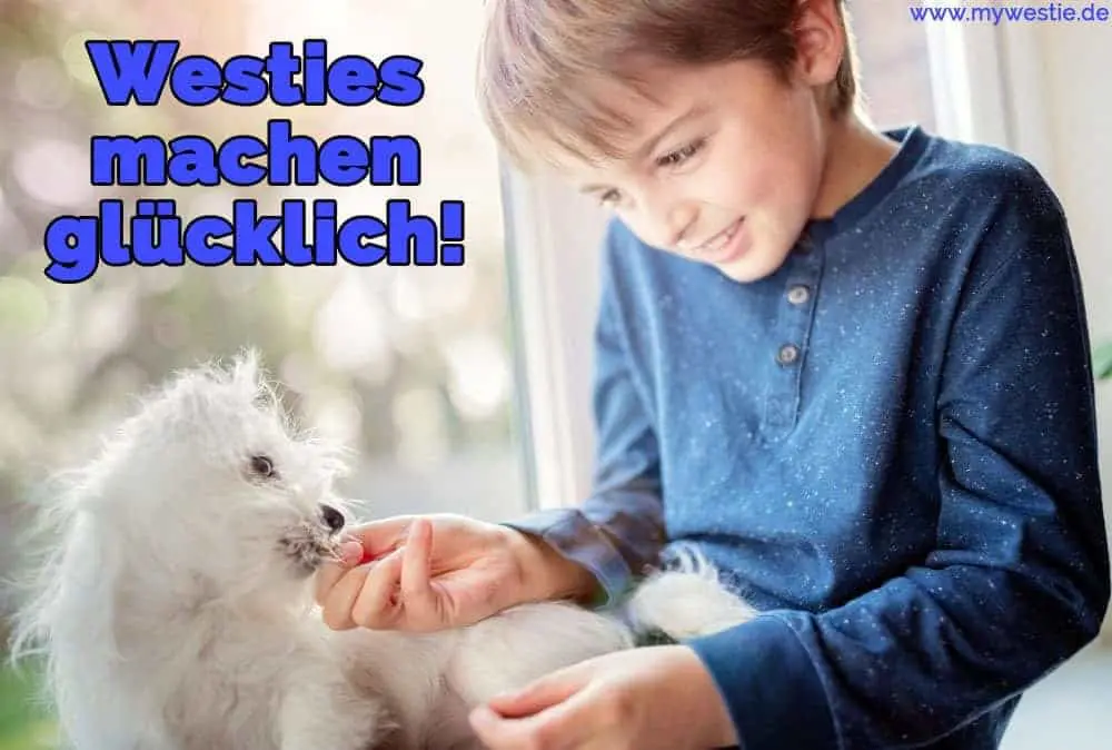 Westies machen glücklich! Ein Junge füttert seinen Westie