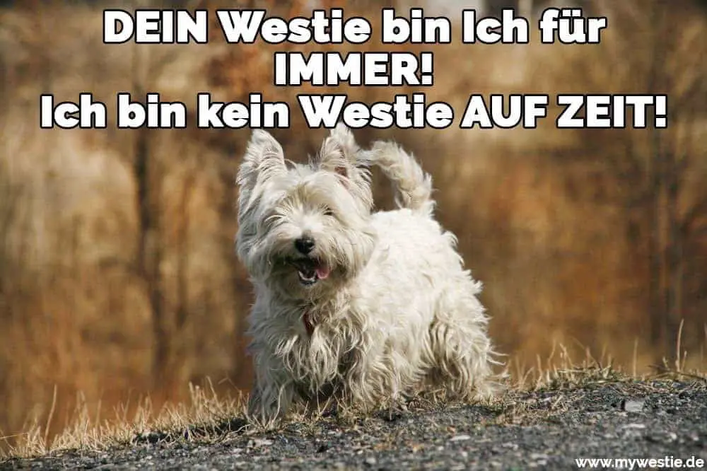 DEIN Westie bin Ich für IMMER! Ich bin kein Westie AUF ZEIT! Ein Westie geht in den Wald
