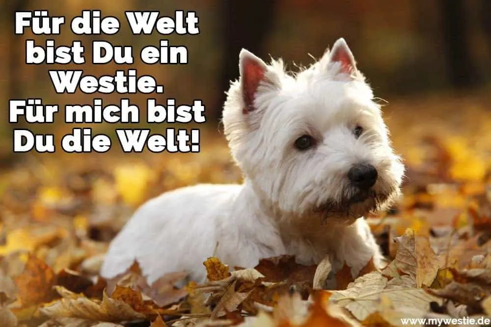 Für die Welt bist Du ein Westie. Für mich bist Du die Welt! Ein Westie liegt auf Herbstblättern