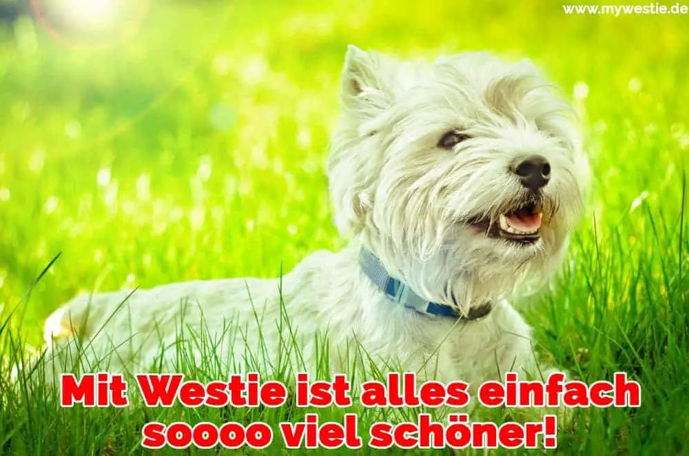 Mit Westie ist alles einfach soooo viel schöner! Ein Westie liegt auf dem Gras