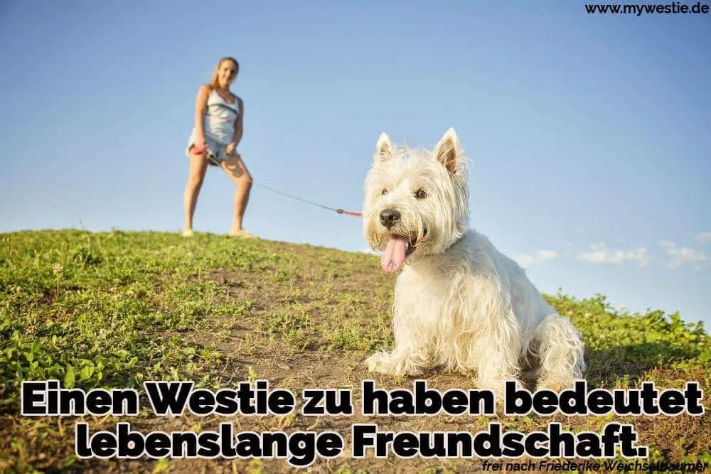Einen Westie zu haben bedeutet lebenslange Freundschaft. Ein Westie müde vom Gehen
