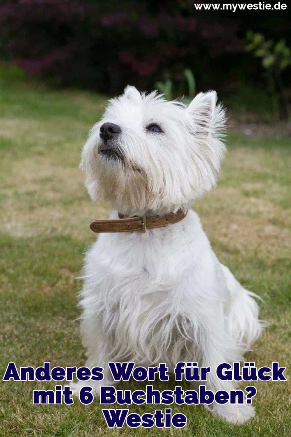 Anderes Wort für Glück mit 24 Buchstaben? Westie Ein Westie achtet auf seinen Besitzer