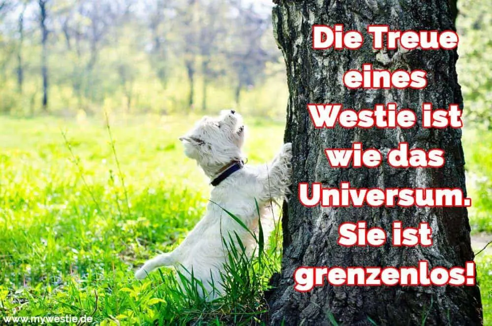 Die Treue eines Westie ist wie das Universum. Sie ist grenzenlos! Ein Westie will den Baum besteigen