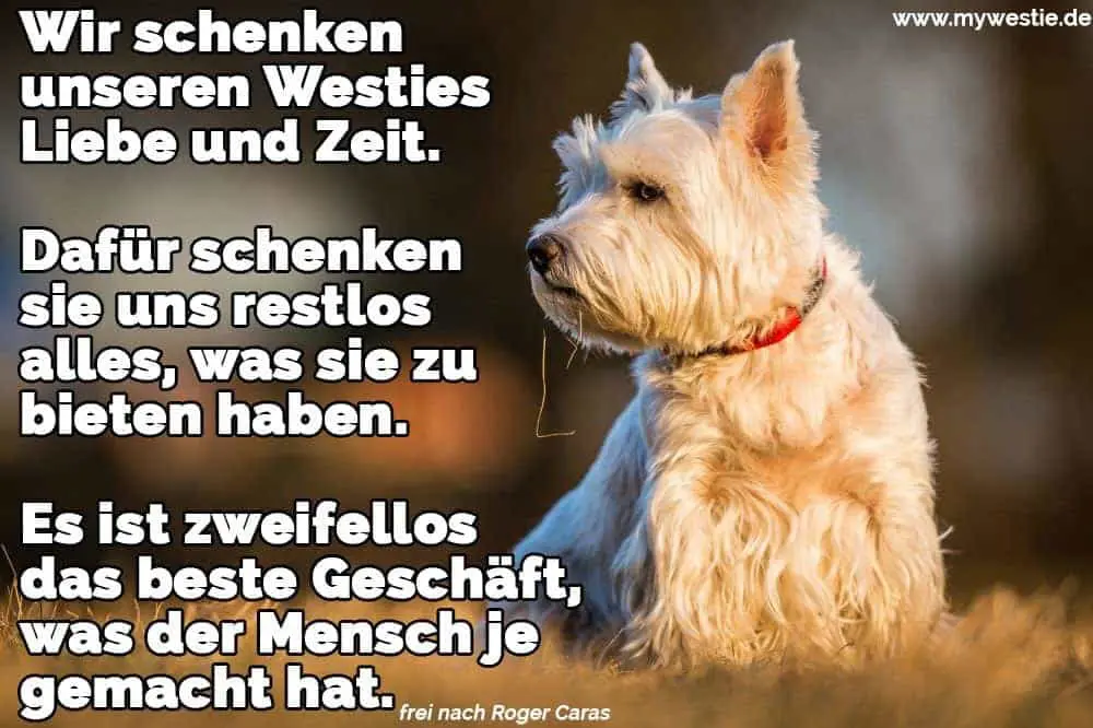Wir schenken unseren Westies Liebe und Zeit. Dafür schenken sie uns restlos alles, was sie zu bieten haben. Es ist zweifellos das beste Geschäft, was der Mensch je gemacht hat. Ein trauriger Westie