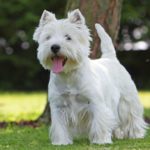 Hunderasse Westie