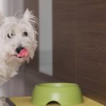 BARF schmeckt dem Westie