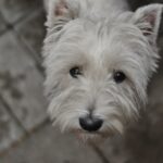Westie in Not aus dem Tierheim, Tierschutz