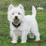 Der Westie - furchtlos und freundlich: Westie Charakter und Wesen