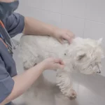Dieser Westie erhählt eine Spritze beim Tierarzt