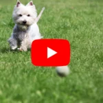 Westie Videos: Informative, lustige und interessante Videos über den West Highland White Terrier